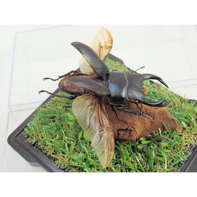 オオクワガタ♂68（飛翔標本） : オオクワ京都昆虫館 - 通販
