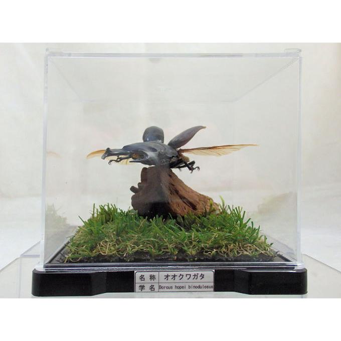 オオクワガタ♂73（飛翔標本） : オオクワ京都昆虫館 - 通販