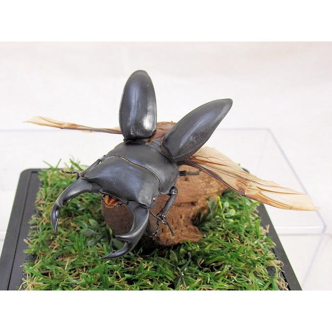 28年長期貯蔵　恩返しKumamoto Karano Ongaeshi③ オオクワガタ♂73（飛翔標本） : オオクワ京都昆虫館 - 通販