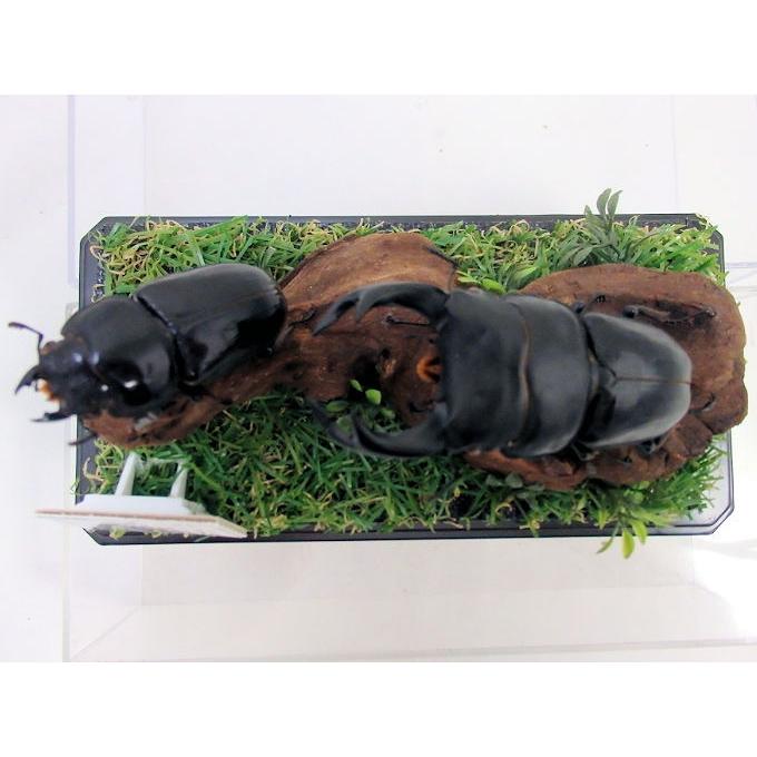 オオクワガタ♂78＋♀48（ジオラマ標本） : オオクワ京都