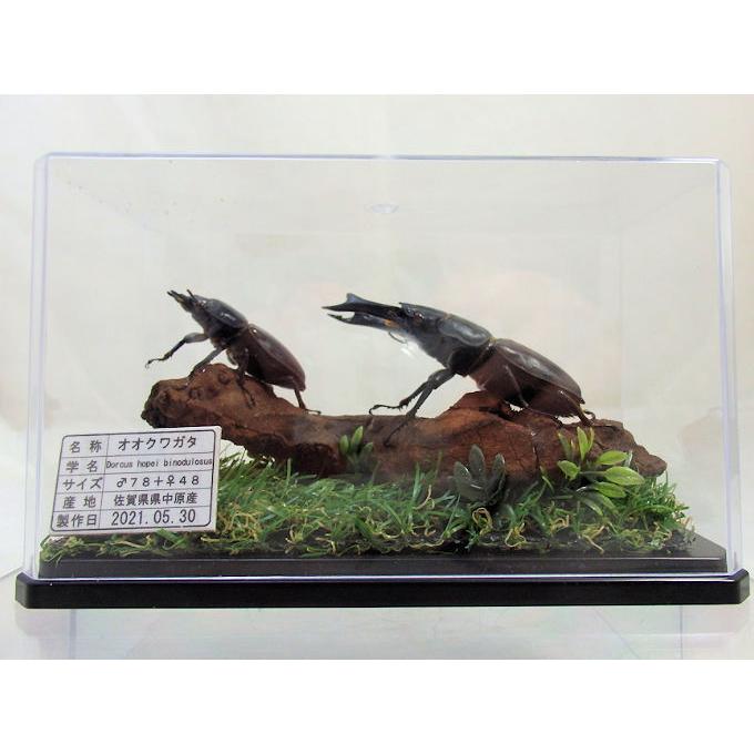 オオクワガタ♂78＋♀48（ジオラマ標本） : オオクワ京都