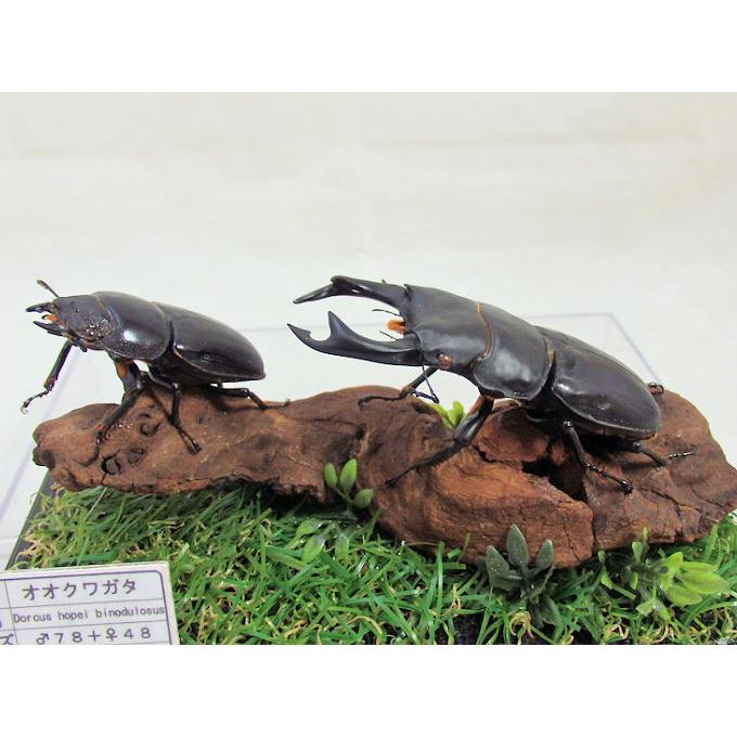 オオクワガタ標本 オオクワガタ♂76＋♀45（ジオラマ標本） | オオクワ京都昆虫館