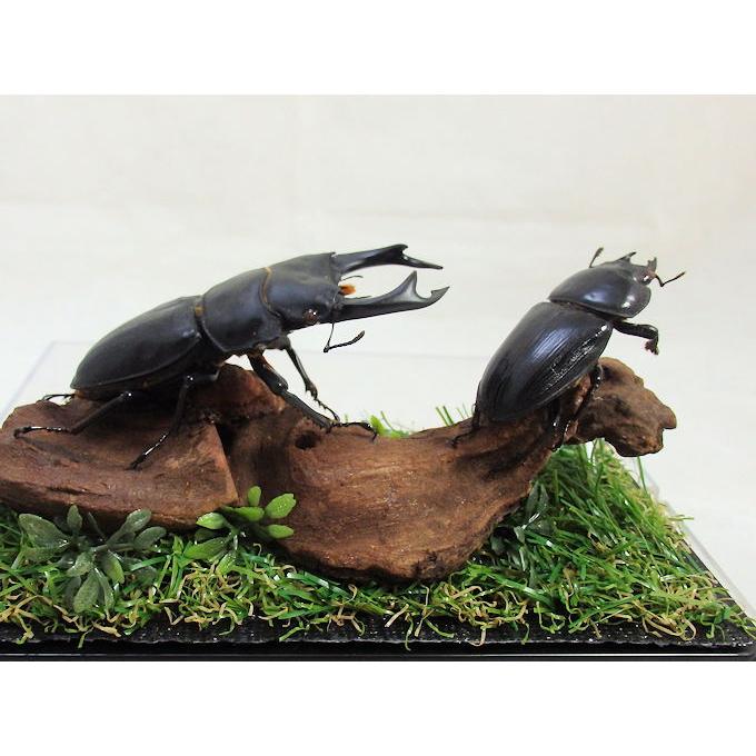 オオクワガタ♂78＋♀48（ジオラマ標本） : オオクワ京都昆虫館