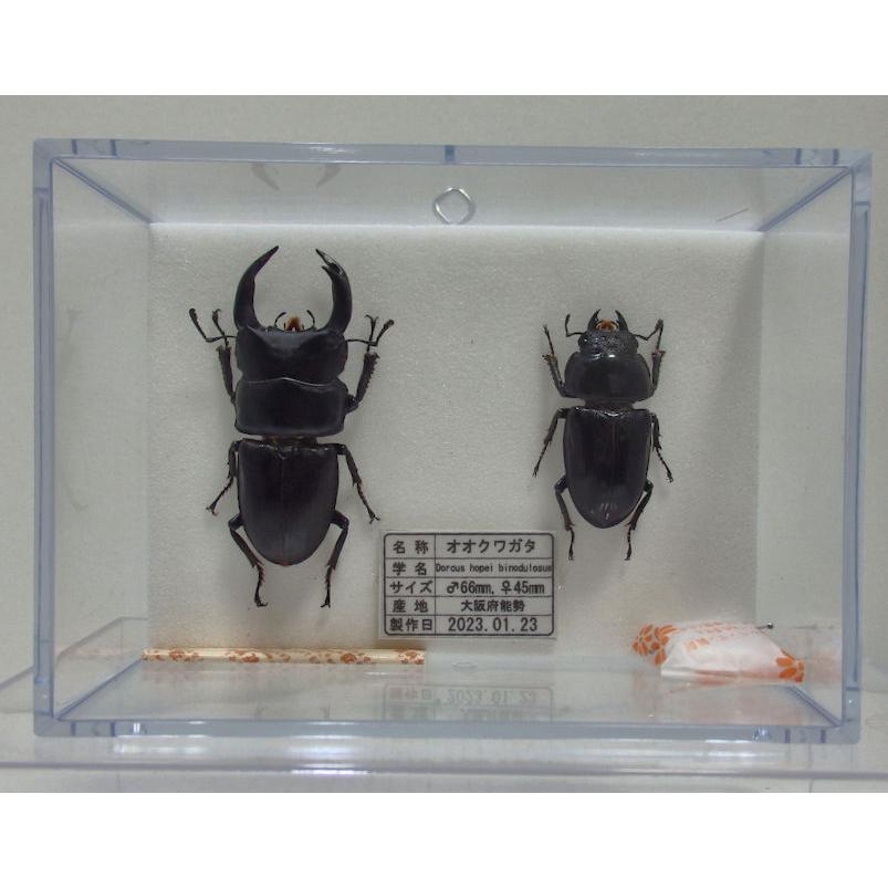 オオクワガタ♂66mm+♀45mm(クワガタ標本) : オオクワ京都 オオクワガタ♂66mm+♀45mm(クワガタ標本) : オオクワ京都