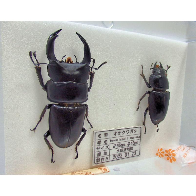 オオクワガタ♂66mm+♀45mm(クワガタ標本) : オオクワ京都 オオクワガタ♂66mm+♀45mm(クワガタ標本) : オオクワ京都