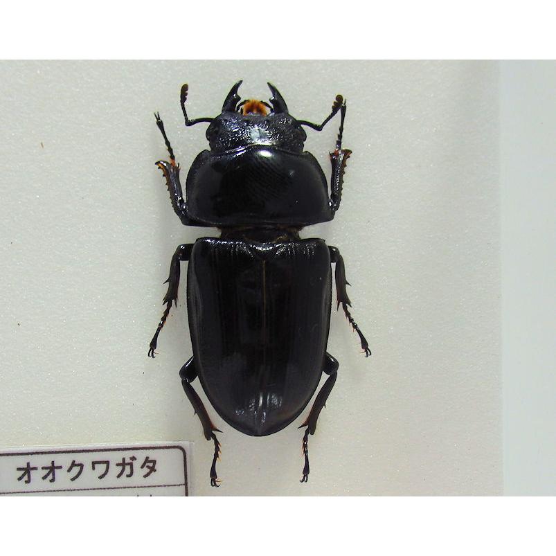 オオクワガタ♂66mm+♀45mm(クワガタ標本) : オオクワ京都 オオクワガタ♂66mm+♀45mm(クワガタ標本) : オオクワ京都