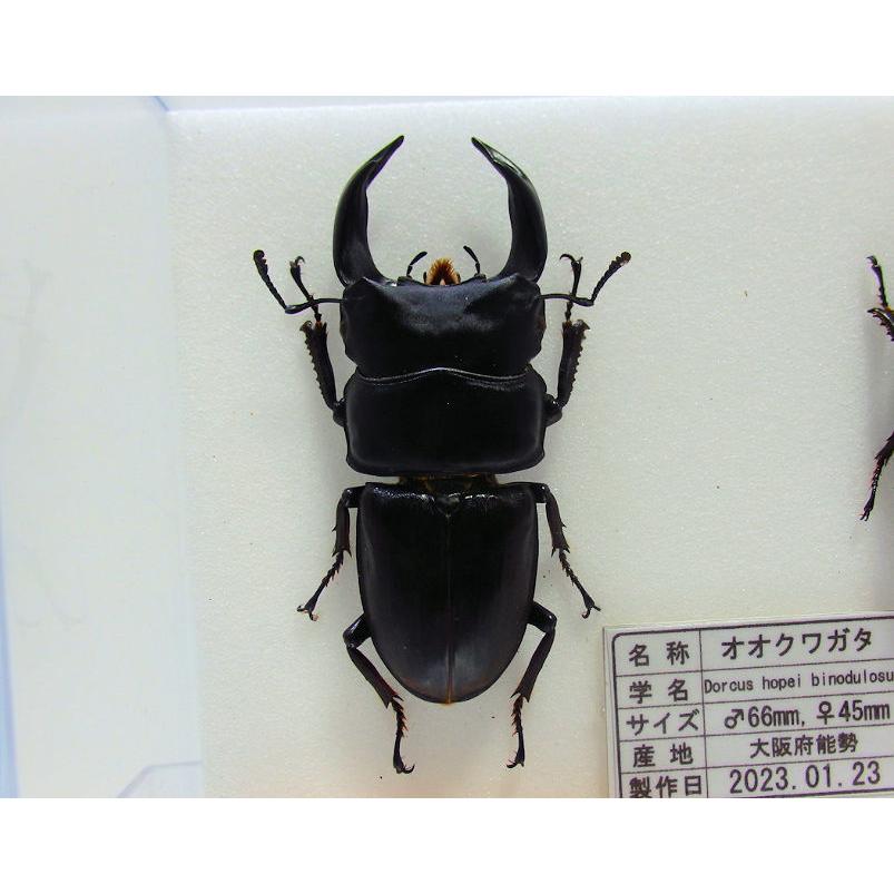 オオクワガタ♂66mm+♀45mm(クワガタ標本) : オオクワ京都 オオクワガタ♂66mm+♀45mm(クワガタ標本) : オオクワ京都