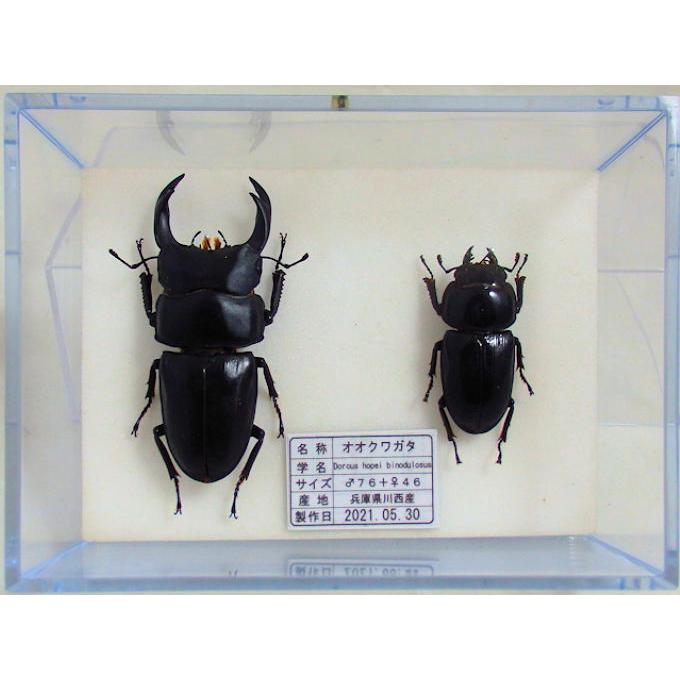 オオクワガタ♂76+♀46(クワガタ標本) : オオクワ京都 オオクワガタ♂76+♀46(クワガタ標本) : オオクワ京都