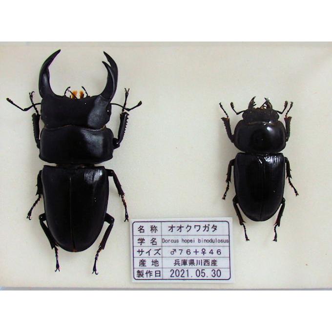 オオクワガタ♂76+♀46(クワガタ標本) : オオクワ京都 オオクワガタ♂76+♀46(クワガタ標本) : オオクワ京都