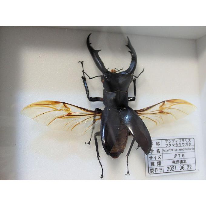 マンディブラリスフタマタ♂76(飛翔標本) : オオクワ京都 マンディブラリスフタマタ♂76(飛翔標本) : オオクワ京都