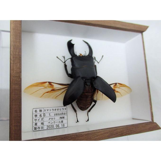 マンディブラリスフタマタ♂76(飛翔標本) : オオクワ京都 マンディブラリスフタマタ♂76(飛翔標本) : オオクワ京都