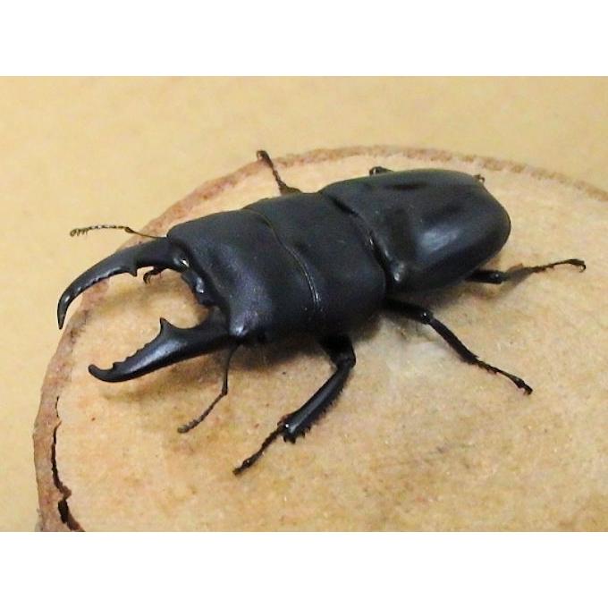 本土ヒラタクワガタ♂６９mmペア　新成虫｜ookuwa-kyoto｜07