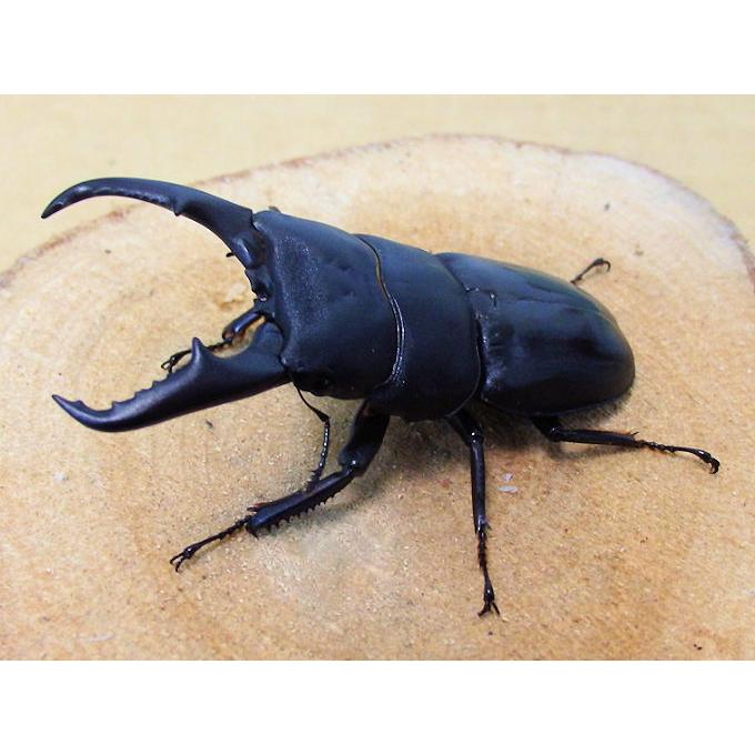 【昆虫標本】ラマヒラタクワガタ大中小♀4頭セットMAX 68㍉ 本土ヒラタクワガタ♂70mmペア 新成虫 : オオクワ京都昆虫館