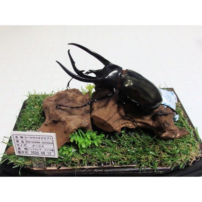 標本製作依頼パターンD : オオクワ京都昆虫館 - 通販 - Yahoo!ショッピング