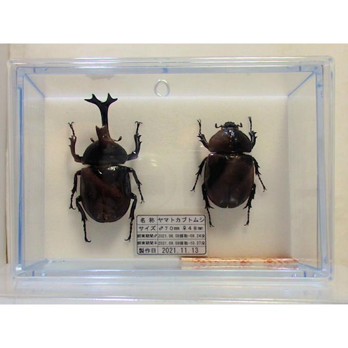 標本製作依頼パターンL : オオクワ京都昆虫館 - 通販 - Yahoo!ショッピング
