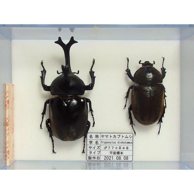 オオクワ京都昆虫館 クワガタ カブトムシ 昆虫標本 昆虫イベント