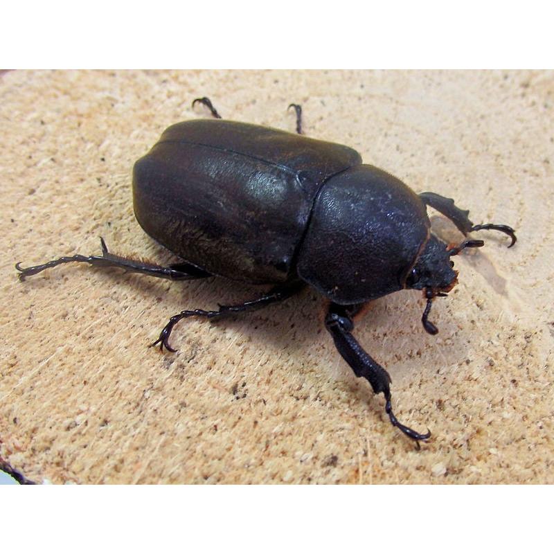 カブトムシ ookuwa-kyoto_kabuto-burido2-1