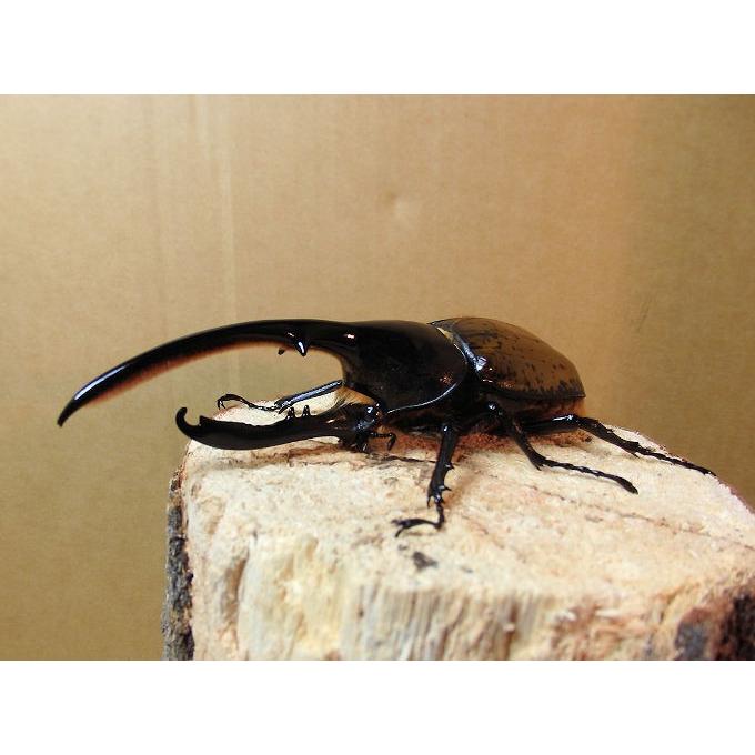 リッキー ヘラクレスオオカブト １３４mm単品 Parselsorgu Com