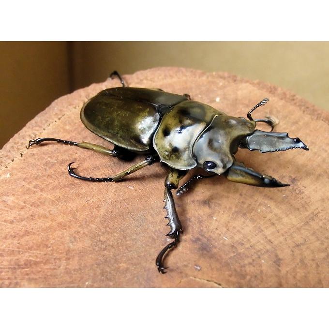 ババオウゴンオニクワガタ♂54mm単品 新成虫 : オオクワ京都 ババオウゴンオニクワガタ♂54mm単品 新成虫 : オオクワ京都