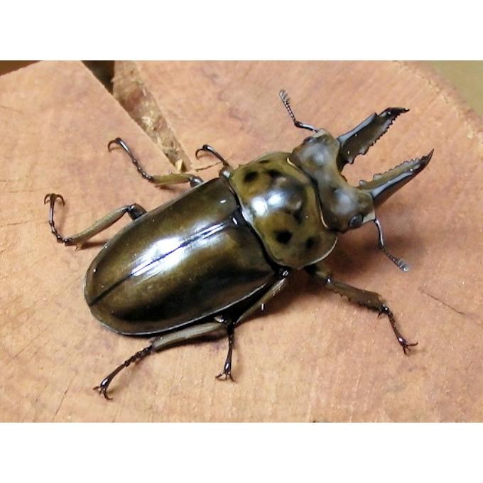 ババオウゴンオニクワガタ♂54mm単品 新成虫 : オオクワ京都 ババオウゴンオニクワガタ♂54mm単品 新成虫 : オオクワ京都