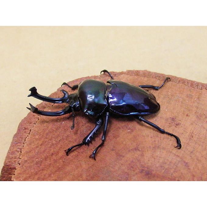 ニジイロクワガタ紫紺♂60mm単品 新成虫 : オオクワ京都昆虫館 ニジイロクワガタ紫紺♂60mm単品 新成虫 : オオクワ京都昆虫館