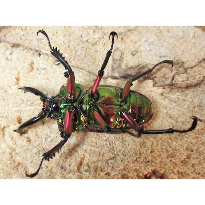 ニジイロクワガタ赤血統♂60mm単品 新成虫 : オオクワ京都昆虫 ニジイロクワガタ赤血統♂60mm単品 新成虫 : オオクワ京都昆虫