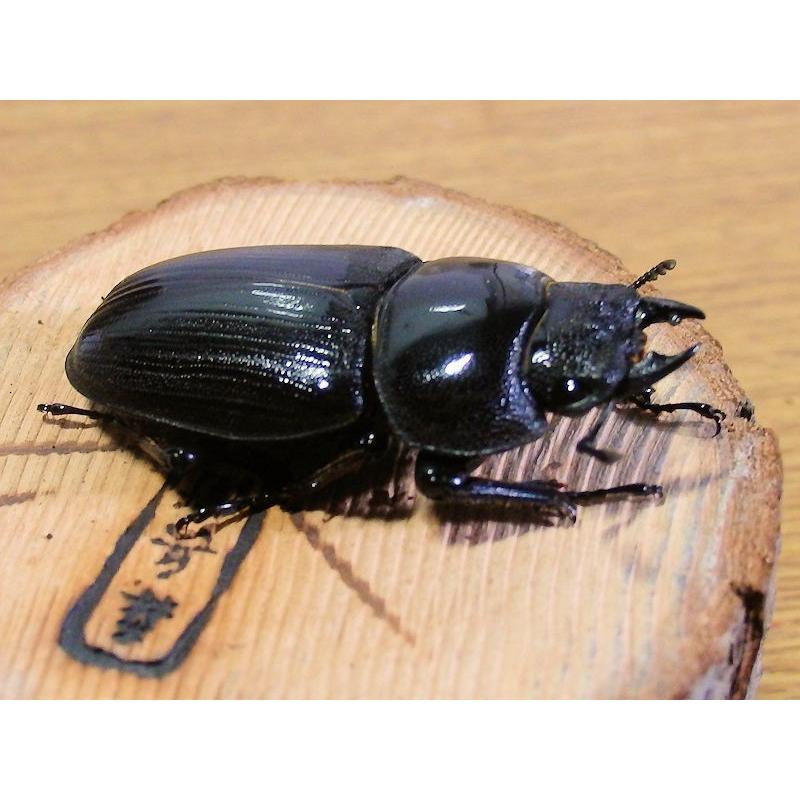 国産オオクワガタ ♀46mmメス単品 今年羽化 新成虫 : オオクワ 国産オオクワガタ ♀46mmメス単品 今年羽化 新成虫 : オオクワ