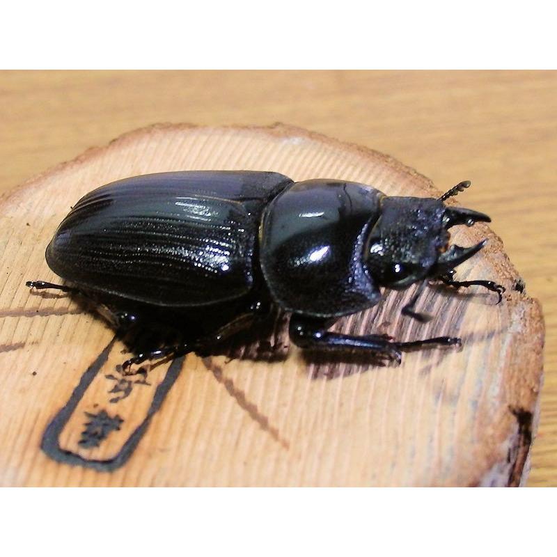 国産オオクワガタ　♀46mmメス単品　今年羽化　新成虫｜ookuwa-kyoto