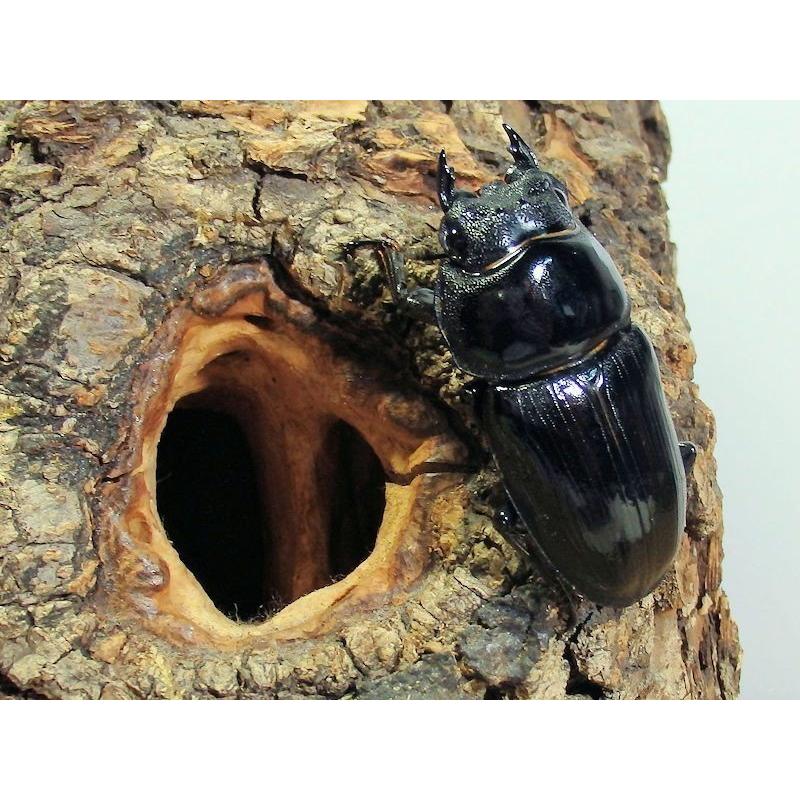国産オオクワガタ ♀47mmメス単品 今年羽化 新成虫 : オオクワ
