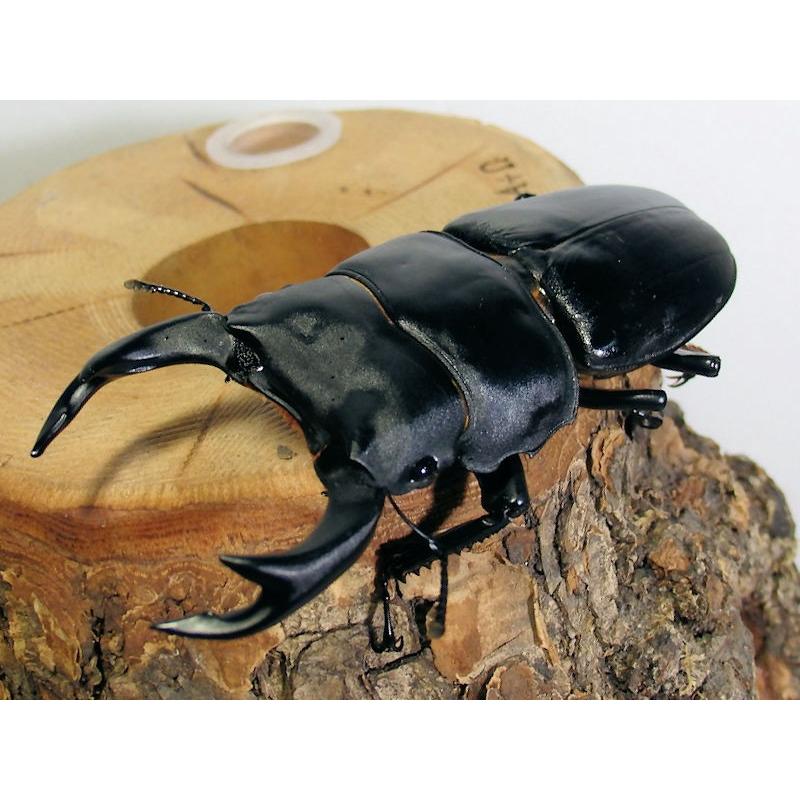 クワガタ 国産オオクワガタ♂74ミリUPペア 2020年羽化 成虫 : オオクワ