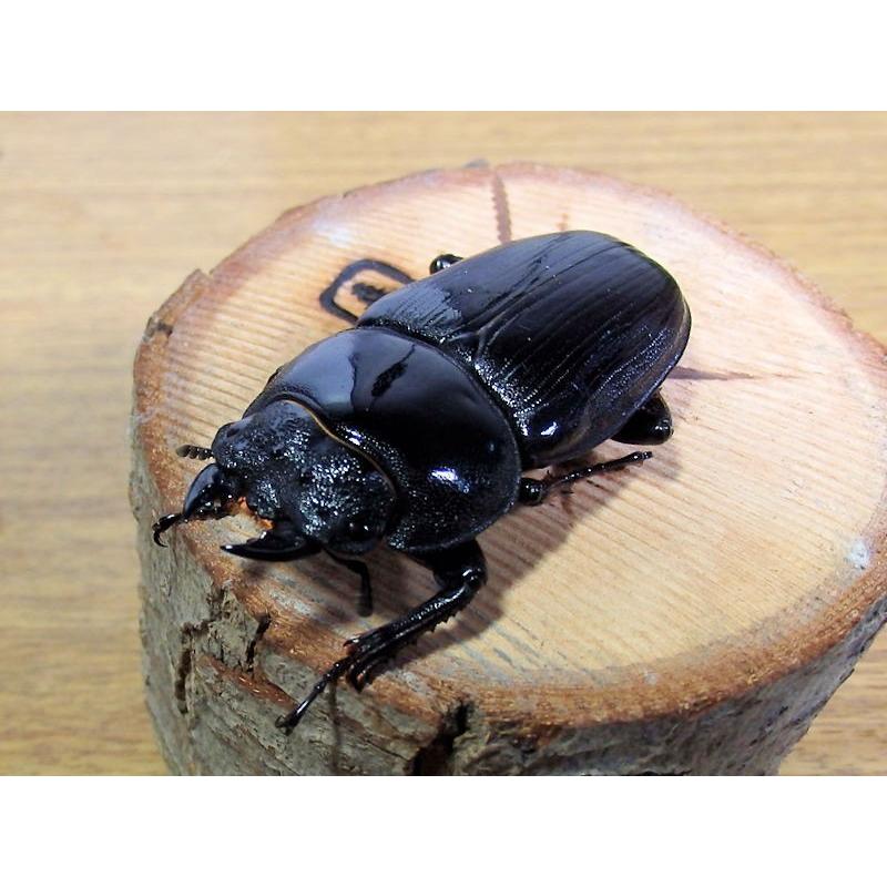 国産オオクワガタ♂80mmペア 今年羽化 新成虫 : オオクワ京都 国産オオクワガタ♂80mmペア 今年羽化 新成虫 : オオクワ京都