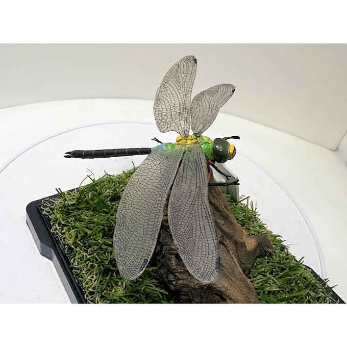 ※良型、顎湾曲　ヨ−ロッパミヤマ♂野外標本 ギンヤンマ（銀蜻〓）♂76mmレプリカジオラマ標本 : オオクワ京都