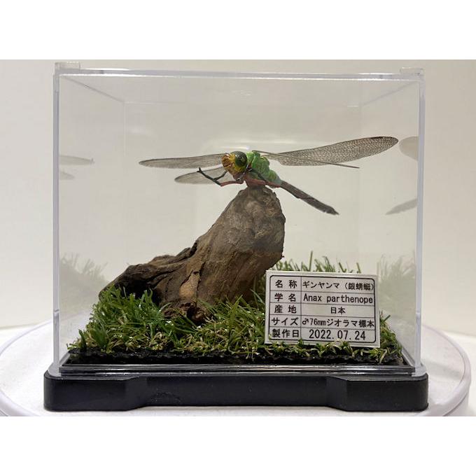 ※良型、顎湾曲　ヨ−ロッパミヤマ♂野外標本 ヨーロッパヤマネコ 原寸大頭骨レプリカ | アンフィ合同会社