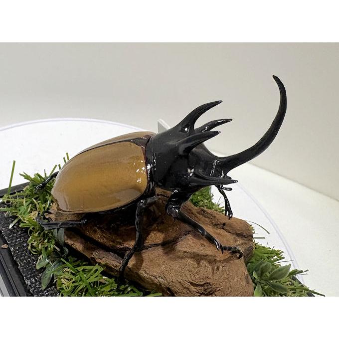 高スペック良型カブトムシ　80.0㎜　標本 高スペック良型カブトムシ 80.0㎜ 標本