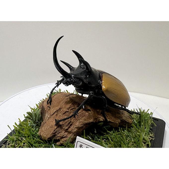 ゴホンヅノカブト♂87mmレプリカジオラマ標本 : オオクワ京都昆虫館