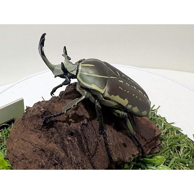 ポリフェムスオオツノカナブン♂68mmレプリカジオラマ標本