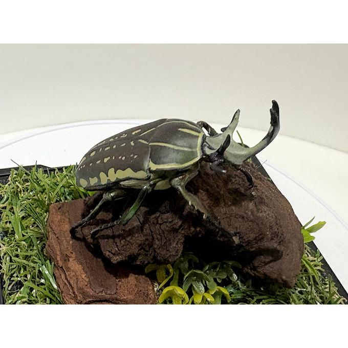 ※大型　ユダイクス♂野外標本 ユダイクスミヤマクワガタ♂野外標本