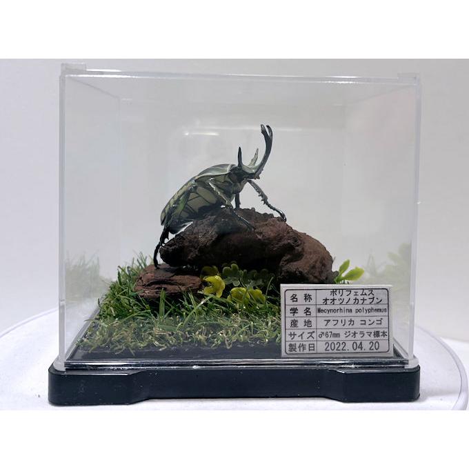 カナブンページ Yahoo!オークション -「かなぶん」(その他) (虫類)の落札相場