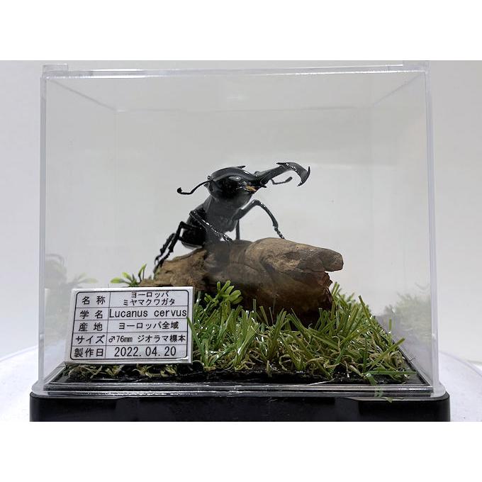 ヨーロッパミヤマクワガタ 標本 ヨーロッパ ミヤマクワガタ♂76mmレプリカジオラマ標本