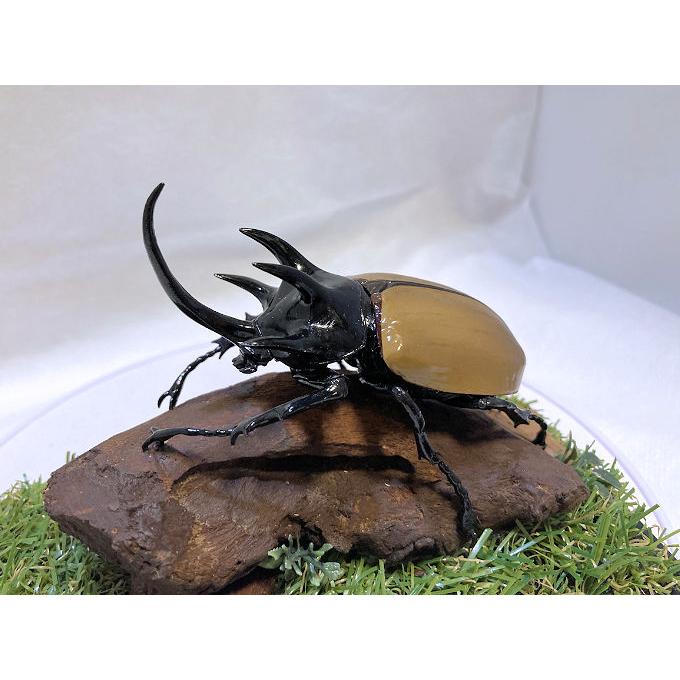 ゴホンヅノカブト♂87mmレプリカジオラマ標本 : オオクワ京都昆虫館