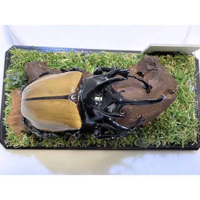 ゴホンヅノカブト♂87mmレプリカジオラマ標本 : オオクワ京都昆虫館