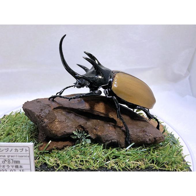 ゴホンヅノカブト♂87mmレプリカジオラマ標本 : オオクワ京都昆虫館