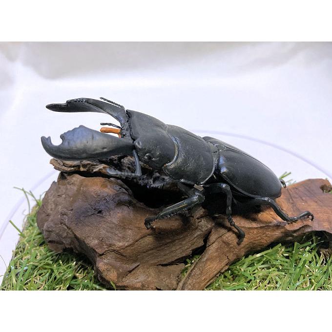 スマトラオオヒラタ♂95mmレプリカジオラマ標本 : オオクワ京都昆虫