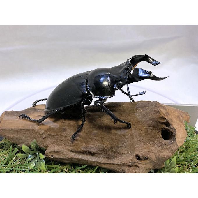 タランドゥスオオツヤクワガタ♂79mmレプリカジオラマ標本