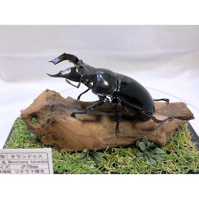 タランドゥスオオツヤクワガタ♂標本 昆虫標本】タランドゥスオオツヤクワガタ♂83.7mm 立体標本 大型