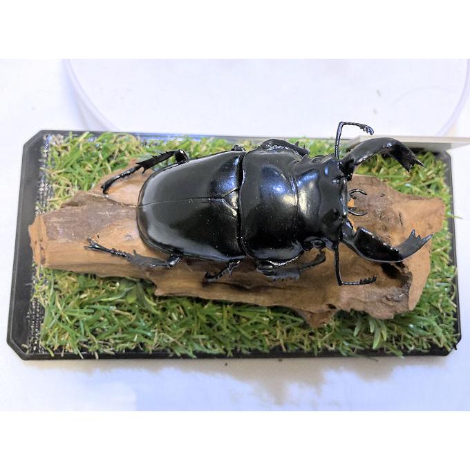 タランドゥスオオツヤクワガタ♂79mmレプリカジオラマ標本