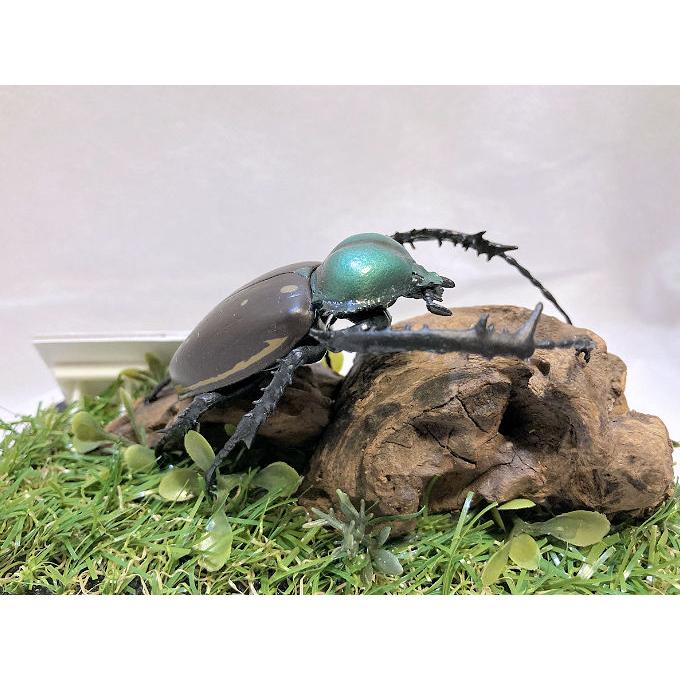 ヤンソン テナガコガネ♂55mmレプリカジオラマ標本 : オオクワ京都