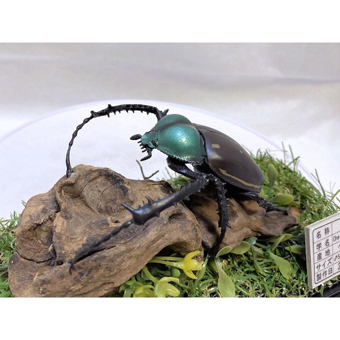 昆虫標本 テナガコガネ各種 クワガタモドキ 産地別コレクション研究用大型ドイツ箱 ヤンソン テナガコガネ♂55mmレプリカジオラマ標本 : オオクワ京都