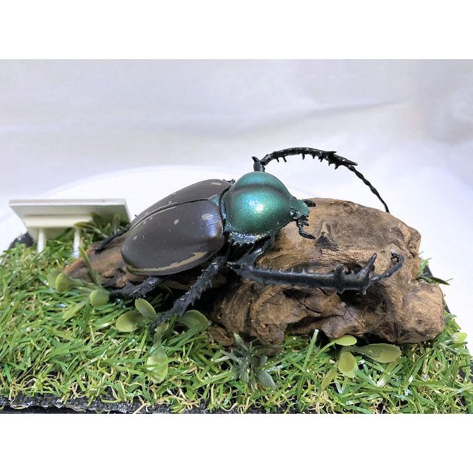 ヤンソン テナガコガネ♂55mmレプリカジオラマ標本 : オオクワ