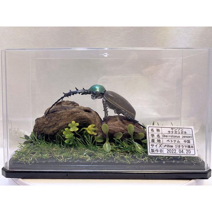 ヤンソン テナガコガネ♂55mmレプリカジオラマ標本 : オオクワ京都